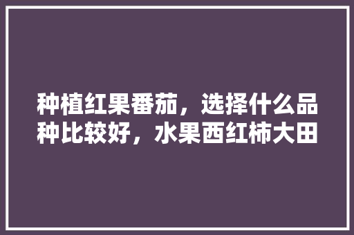 种植红果番茄，选择什么品种比较好，水果西红柿大田种植品种有哪些。 水果种植