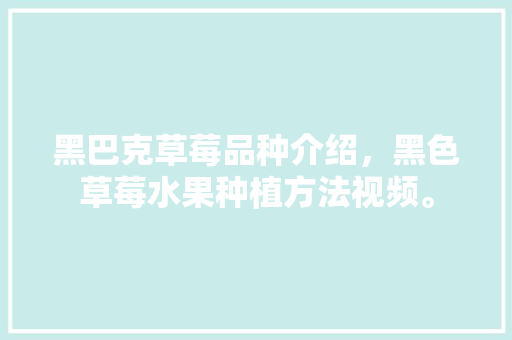 黑巴克草莓品种介绍，黑色草莓水果种植方法视频。 家禽养殖