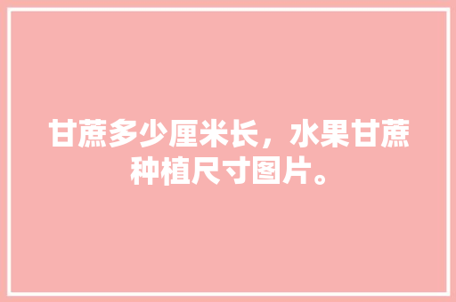 甘蔗多少厘米长，水果甘蔗种植尺寸图片。 水果种植