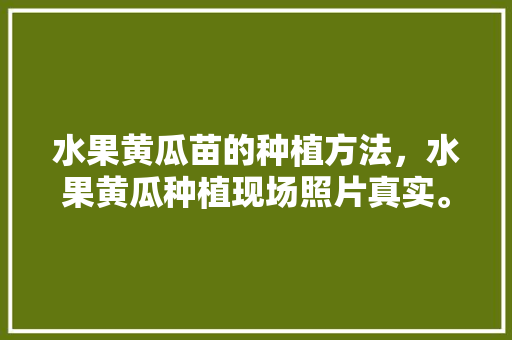 水果黄瓜苗的种植方法，水果黄瓜种植现场照片真实。 水果种植