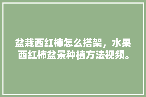 盆栽西红柿怎么搭架，水果西红柿盆景种植方法视频。 家禽养殖