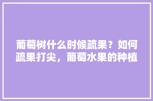 葡萄树什么时候疏果？如何疏果打尖，葡萄水果的种植方法。 家禽养殖