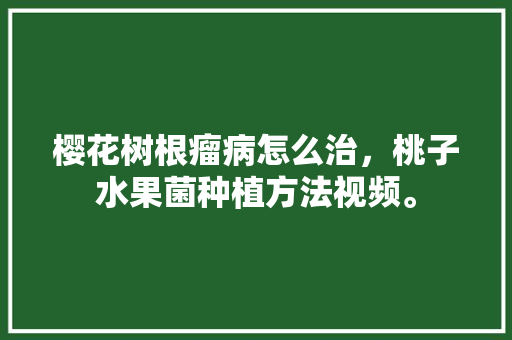 樱花树根瘤病怎么治，桃子水果菌种植方法视频。 樱花树根瘤病怎么治，桃子水果菌种植方法视频。 土壤施肥