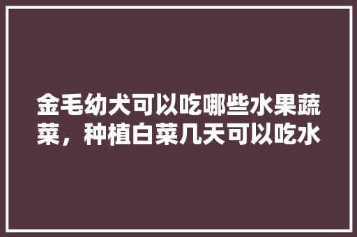 金毛幼犬可以吃哪些水果蔬菜，种植白菜几天可以吃水果了。 金毛幼犬可以吃哪些水果蔬菜，种植白菜几天可以吃水果了。 水果种植