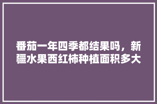 番茄一年四季都结果吗，新疆水果西红柿种植面积多大。 水果种植