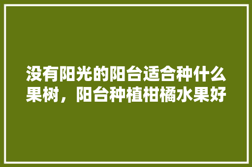 没有阳光的阳台适合种什么果树，阳台种植柑橘水果好吗。 没有阳光的阳台适合种什么果树，阳台种植柑橘水果好吗。 水果种植