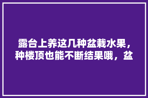 露台上养这几种盆栽水果，种楼顶也能不断结果哦，盆栽种植视频水果大全。 露台上养这几种盆栽水果，种楼顶也能不断结果哦，盆栽种植视频水果大全。 蔬菜种植