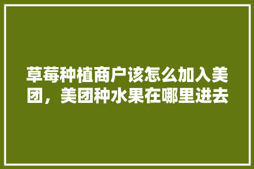 草莓种植商户该怎么加入美团，美团种水果在哪里进去。 草莓种植商户该怎么加入美团，美团种水果在哪里进去。 土壤施肥