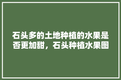 石头多的土地种植的水果是否更加甜，石头种植水果图片高清大图。 石头多的土地种植的水果是否更加甜，石头种植水果图片高清大图。 土壤施肥