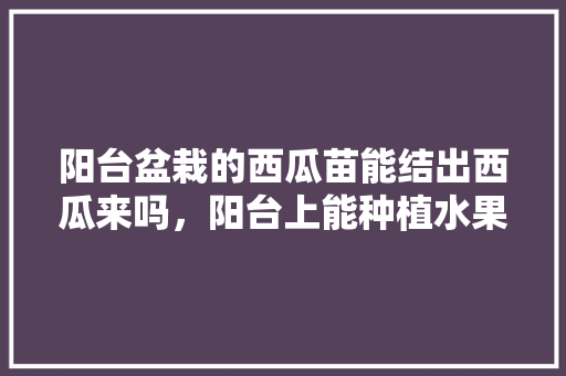 阳台盆栽的西瓜苗能结出西瓜来吗，阳台上能种植水果吗视频讲解。 阳台盆栽的西瓜苗能结出西瓜来吗，阳台上能种植水果吗视频讲解。 蔬菜种植