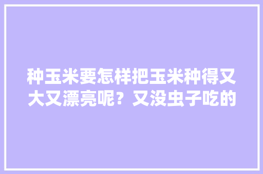 种玉米要怎样把玉米种得又大又漂亮呢？又没虫子吃的，怎么解释，水果玉米种植论文范文。 种玉米要怎样把玉米种得又大又漂亮呢？又没虫子吃的，怎么解释，水果玉米种植论文范文。 土壤施肥