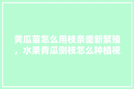 黄瓜苗怎么用枝条重新繁殖，水果青瓜侧枝怎么种植视频。 黄瓜苗怎么用枝条重新繁殖，水果青瓜侧枝怎么种植视频。 家禽养殖