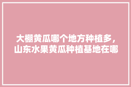 大棚黄瓜哪个地方种植多，山东水果黄瓜种植基地在哪里。 大棚黄瓜哪个地方种植多，山东水果黄瓜种植基地在哪里。 蔬菜种植