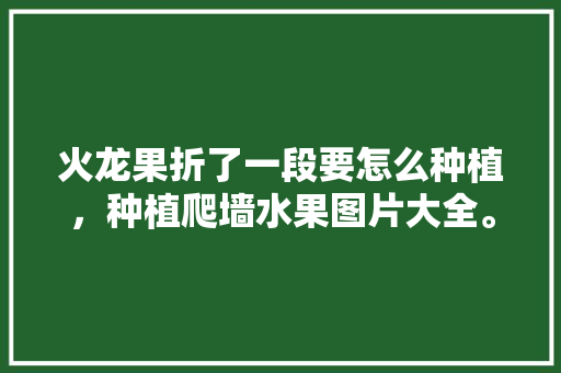 火龙果折了一段要怎么种植，种植爬墙水果图片大全。 火龙果折了一段要怎么种植，种植爬墙水果图片大全。 蔬菜种植