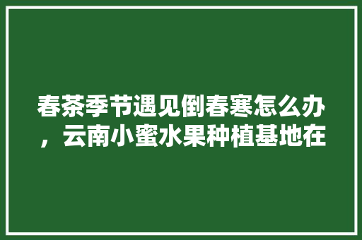 春茶季节遇见倒春寒怎么办，云南小蜜水果种植基地在哪里。 春茶季节遇见倒春寒怎么办，云南小蜜水果种植基地在哪里。 土壤施肥