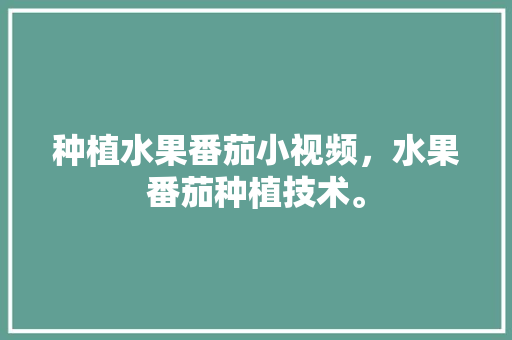 种植水果番茄小视频，水果番茄种植技术。 种植水果番茄小视频，水果番茄种植技术。 水果种植