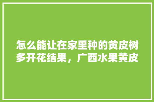 怎么能让在家里种的黄皮树多开花结果，广西水果黄皮果种植基地。 水果种植