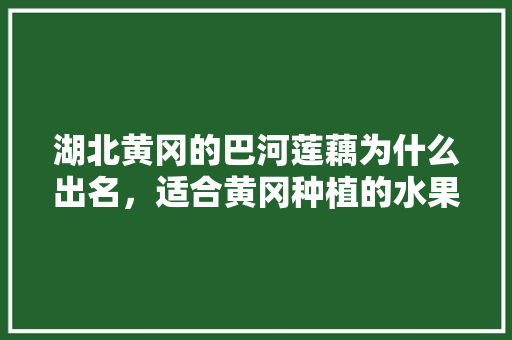 湖北黄冈的巴河莲藕为什么出名，适合黄冈种植的水果有哪些。 湖北黄冈的巴河莲藕为什么出名，适合黄冈种植的水果有哪些。 水果种植