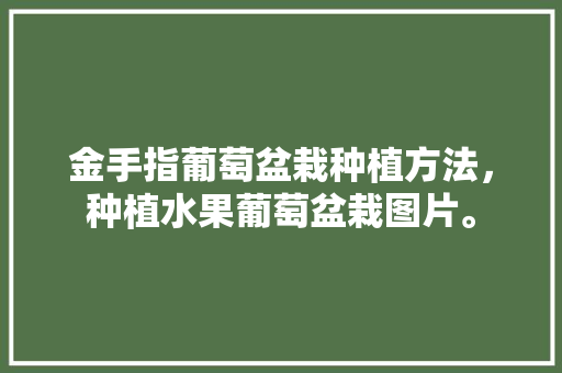 金手指葡萄盆栽种植方法，种植水果葡萄盆栽图片。 金手指葡萄盆栽种植方法，种植水果葡萄盆栽图片。 蔬菜种植