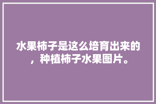 水果柿子是这么培育出来的，种植柿子水果图片。 水果柿子是这么培育出来的，种植柿子水果图片。 蔬菜种植