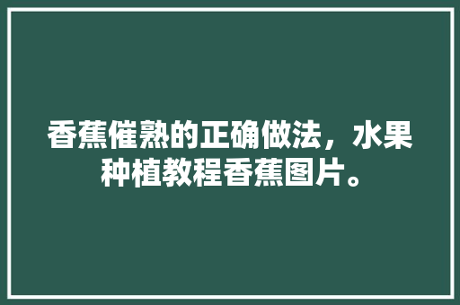 香蕉催熟的正确做法，水果种植教程香蕉图片。 香蕉催熟的正确做法，水果种植教程香蕉图片。 畜牧养殖