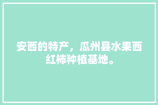 安西的特产，瓜州县水果西红柿种植基地。 安西的特产，瓜州县水果西红柿种植基地。 土壤施肥