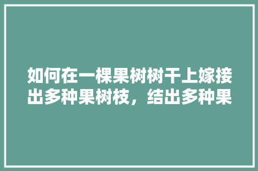 如何在一棵果树树干上嫁接出多种果树枝，结出多种果品来，种植乐园嫁接水果图片。 如何在一棵果树树干上嫁接出多种果树枝，结出多种果品来，种植乐园嫁接水果图片。 家禽养殖