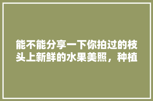 能不能分享一下你拍过的枝头上新鲜的水果美照，种植植物水果图片大全大图。 能不能分享一下你拍过的枝头上新鲜的水果美照，种植植物水果图片大全大图。 水果种植