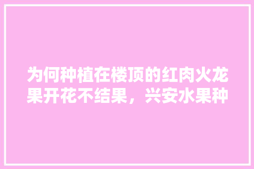 为何种植在楼顶的红肉火龙果开花不结果，兴安水果种植基地。 为何种植在楼顶的红肉火龙果开花不结果，兴安水果种植基地。 家禽养殖