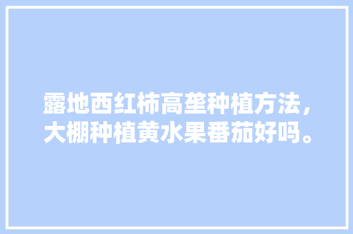 露地西红柿高垄种植方法，大棚种植黄水果番茄好吗。 露地西红柿高垄种植方法，大棚种植黄水果番茄好吗。 土壤施肥