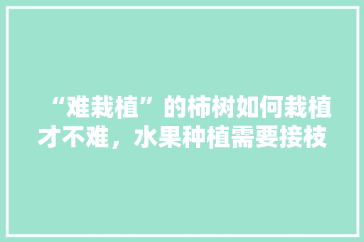 “难栽植”的柿树如何栽植才不难，水果种植需要接枝吗视频。 “难栽植”的柿树如何栽植才不难，水果种植需要接枝吗视频。 土壤施肥