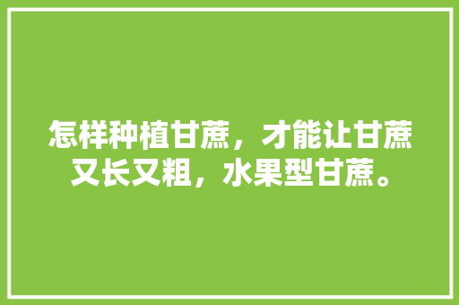 怎样种植甘蔗，才能让甘蔗又长又粗，水果型甘蔗。 怎样种植甘蔗，才能让甘蔗又长又粗，水果型甘蔗。 家禽养殖