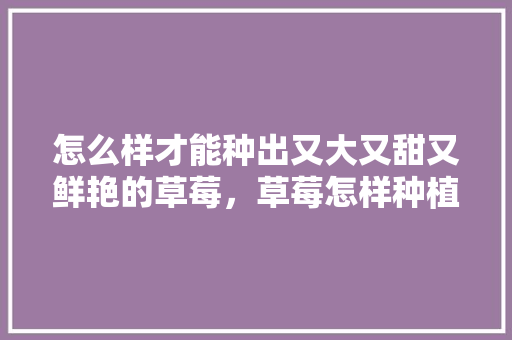 怎么样才能种出又大又甜又鲜艳的草莓，草莓怎样种植水果多一点。 怎么样才能种出又大又甜又鲜艳的草莓，草莓怎样种植水果多一点。 蔬菜种植