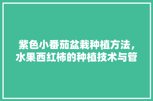 紫色小番茄盆栽种植方法，水果西红柿的种植技术与管理。 紫色小番茄盆栽种植方法，水果西红柿的种植技术与管理。 水果种植