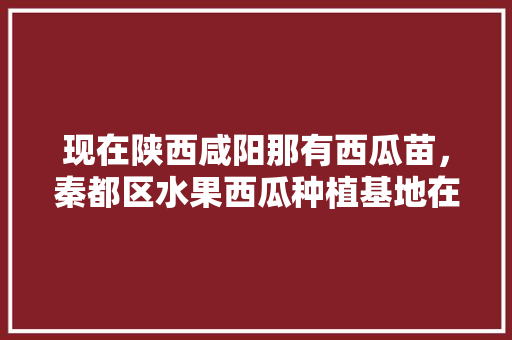 现在陕西咸阳那有西瓜苗，秦都区水果西瓜种植基地在哪里。 现在陕西咸阳那有西瓜苗，秦都区水果西瓜种植基地在哪里。 水果种植