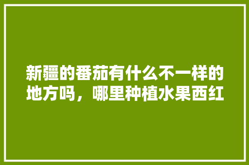 新疆的番茄有什么不一样的地方吗，哪里种植水果西红柿最好吃。 新疆的番茄有什么不一样的地方吗，哪里种植水果西红柿最好吃。 土壤施肥