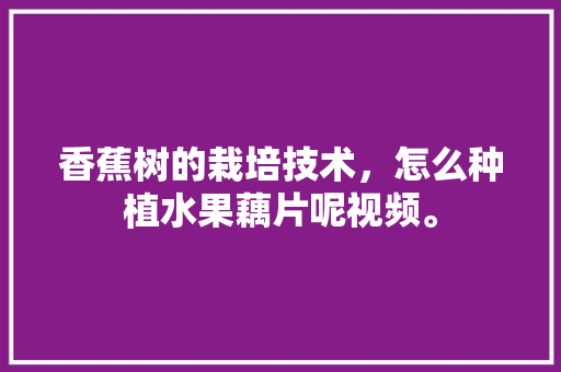 香蕉树的栽培技术，怎么种植水果藕片呢视频。 香蕉树的栽培技术，怎么种植水果藕片呢视频。 土壤施肥