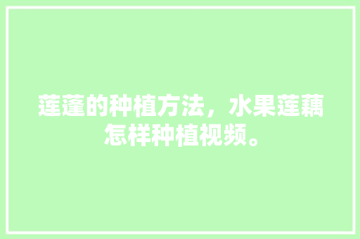 莲蓬的种植方法，水果莲藕怎样种植视频。 莲蓬的种植方法，水果莲藕怎样种植视频。 蔬菜种植