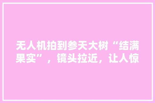 无人机拍到参天大树“结满果实”，镜头拉近，让人惊呼，咋回事，巨型水果种植视频大全。 无人机拍到参天大树“结满果实”，镜头拉近，让人惊呼，咋回事，巨型水果种植视频大全。 家禽养殖