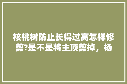 核桃树防止长得过高怎样修剪?是不是将主顶剪掉，杨家庄水果种植基地。 核桃树防止长得过高怎样修剪?是不是将主顶剪掉，杨家庄水果种植基地。 蔬菜种植