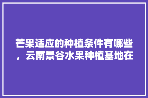 芒果适应的种植条件有哪些，云南景谷水果种植基地在哪里。 芒果适应的种植条件有哪些，云南景谷水果种植基地在哪里。 土壤施肥