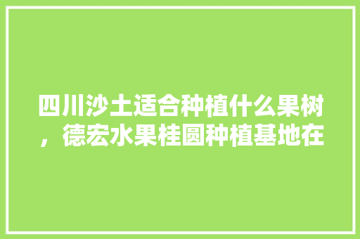 四川沙土适合种植什么果树，德宏水果桂圆种植基地在哪里。 四川沙土适合种植什么果树，德宏水果桂圆种植基地在哪里。 家禽养殖