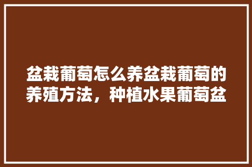 盆栽葡萄怎么养盆栽葡萄的养殖方法，种植水果葡萄盆栽方法视频。 盆栽葡萄怎么养盆栽葡萄的养殖方法，种植水果葡萄盆栽方法视频。 水果种植