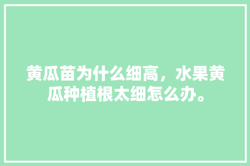 黄瓜苗为什么细高，水果黄瓜种植根太细怎么办。 黄瓜苗为什么细高，水果黄瓜种植根太细怎么办。 畜牧养殖