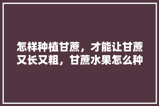 怎样种植甘蔗，才能让甘蔗又长又粗，甘蔗水果怎么种植视频。 怎样种植甘蔗，才能让甘蔗又长又粗，甘蔗水果怎么种植视频。 土壤施肥