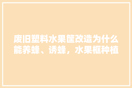 废旧塑料水果筐改造为什么能养蜂、诱蜂，水果框种植箱图片大全。 废旧塑料水果筐改造为什么能养蜂、诱蜂，水果框种植箱图片大全。 畜牧养殖