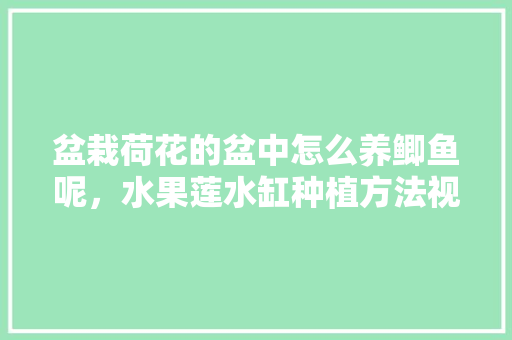 盆栽荷花的盆中怎么养鲫鱼呢，水果莲水缸种植方法视频。 盆栽荷花的盆中怎么养鲫鱼呢，水果莲水缸种植方法视频。 水果种植