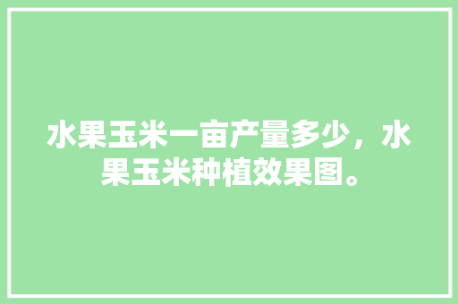 水果玉米一亩产量多少，水果玉米种植效果图。 水果玉米一亩产量多少，水果玉米种植效果图。 水果种植