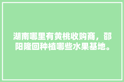 湖南哪里有黄桃收购商，邵阳隆回种植哪些水果基地。 湖南哪里有黄桃收购商，邵阳隆回种植哪些水果基地。 土壤施肥