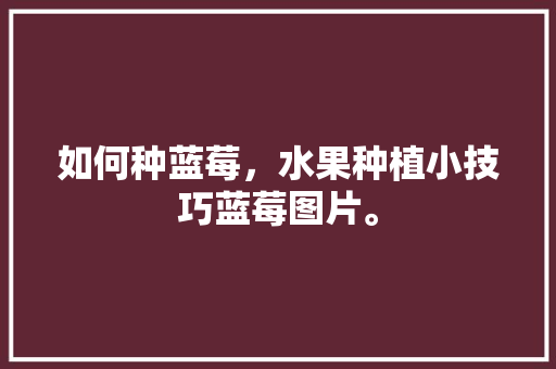 如何种蓝莓，水果种植小技巧蓝莓图片。 如何种蓝莓，水果种植小技巧蓝莓图片。 蔬菜种植